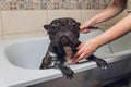 French bulldog at grooming salon having bath. Royalty Free Stock Photo