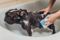 French bulldog at grooming salon having bath. Royalty Free Stock Photo