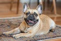 french bulldog with a happy snort, lying on a soft rug