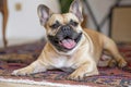 french bulldog with a happy snort, lying on a soft rug