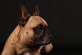 French bulldog head portrait