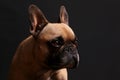 French bulldog head portrait