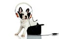 French bulldog with headphone isolated on white background. dog Royalty Free Stock Photo