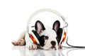 French bulldog with headphone isolated on white background dog headset