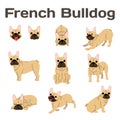 French bulldog in action,happy dog
