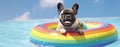 French bulldog inside a rainbow inflatable swimming pool ring in swiming pool. Royalty Free Stock Photo