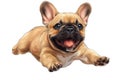 French bulldog isolated on transparent background. Realistic 3d illustration.