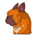 A French Bulldog, isolated vector illustration. Cute cartoon picture for children of grumpy dog