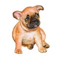 French bulldog isolated on white background. Puppy is black and white. Watercolor.