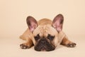 French bulldog Royalty Free Stock Photo