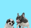 French bulldog licking its nose and Shih Tzu cub