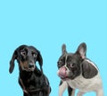 French bulldog licking its nose and shy Tackel looking away Royalty Free Stock Photo