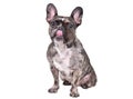 French bulldog licking itself Royalty Free Stock Photo