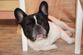 French bulldog lieing under the table