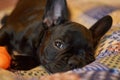 French bulldog lies on a pillow and plays with a toy carrot. Cute black dog