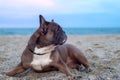 French Bulldog lies on the sand on the beach in the evening. The dog looks to the side. Profile view. Travel concept with pets Royalty Free Stock Photo