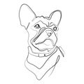 French bulldog line art drawing portrait vector illustration.French Bulldog head One line drawing design