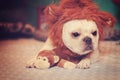 French Bulldog in a Lion Costume