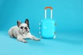 French bulldog with little suitcase on blue background.