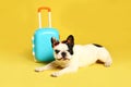 French bulldog with little suitcase on yellow