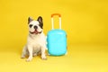 French bulldog with little suitcase on yellow background