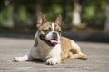 French Bulldog