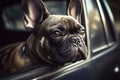 French bulldog looks out of the car window close-up, created with Generative AI technology. Royalty Free Stock Photo