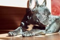 french bulldog lying on the floor. Cute black dog