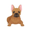 French bulldog lying isolated on white background. Small dog with smooth brown coat, big ears and cute muzzle. Flat