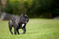 French Bulldog Male running