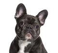 French Bulldog , 7months Royalty Free Stock Photo