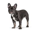 French Bulldog , 7months, standing against white background Royalty Free Stock Photo