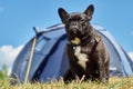 french bulldog in nature. A dog on a leash is on the outside Royalty Free Stock Photo