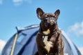 french bulldog in nature. A dog on a leash is on the outside