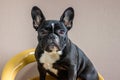 French bulldog with neutral background on a yellow stool Royalty Free Stock Photo