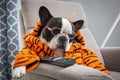 French bulldog in orange tiger bathrobe sleep at  tv on the arm chair with remote control Royalty Free Stock Photo