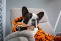 French bulldog in orange tiger bathrobe watch tv on the arm chair with remote control