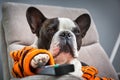 French bulldog in orange tiger bathrobe watch tv on the arm chair with remote control Royalty Free Stock Photo