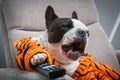 French bulldog in orange tiger bathrobe watch tv on the arm chair with remote control Royalty Free Stock Photo