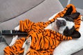 French bulldog in orange tiger bathrobe watch tv on the arm chair with remote control Royalty Free Stock Photo