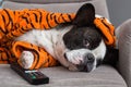 French bulldog in orange tiger bathrobe watch tv on the arm chair with remote control Royalty Free Stock Photo
