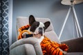 French bulldog in orange tiger bathrobe watch tv on the arm chair with remote control Royalty Free Stock Photo