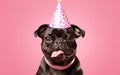 French Bulldog in Party Hat over pink background, bithday banner