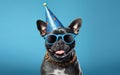 French Bulldog in Party Hatand Sunglasses over blue background Royalty Free Stock Photo