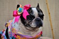 French bulldog with pink bow on the head and colorful redneck dress