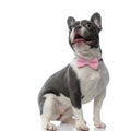 French bulldog with pink bowtie and exposed tongue Royalty Free Stock Photo