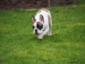 French bulldog playing Royalty Free Stock Photo