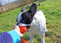 French bulldog playing dog toy Royalty Free Stock Photo