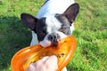 French bulldog playing dog toy Royalty Free Stock Photo