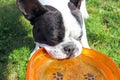 French bulldog playing dog toy Royalty Free Stock Photo